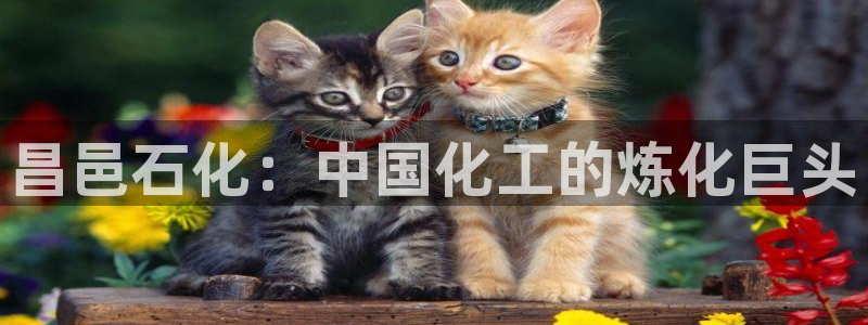 球盟会官方网址入口