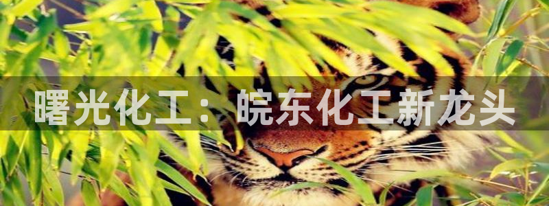 球盟会可以提现么