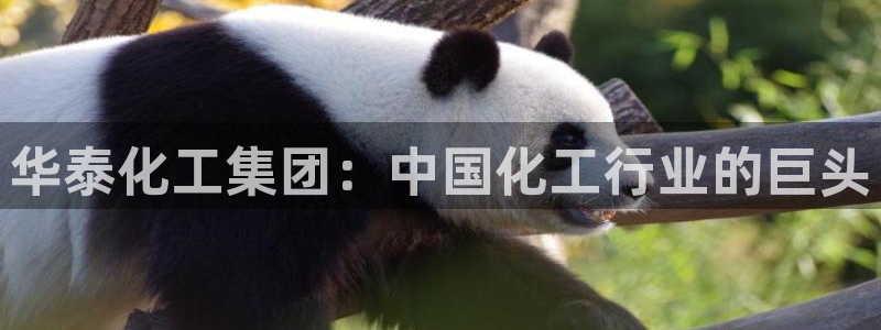 球盟会app网址多少