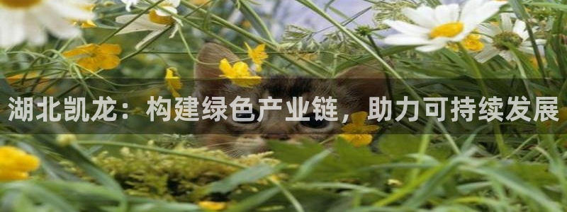 球盟会网址多少：湖北凯龙：构建绿色产业链，助力可持续发展