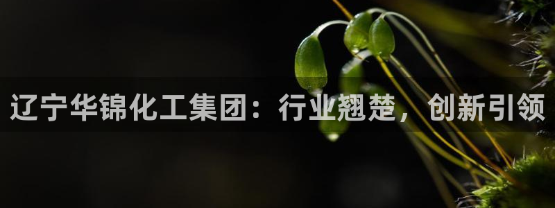 球盟会qm8597：辽宁华锦化工集团：行业翘楚，创新引领