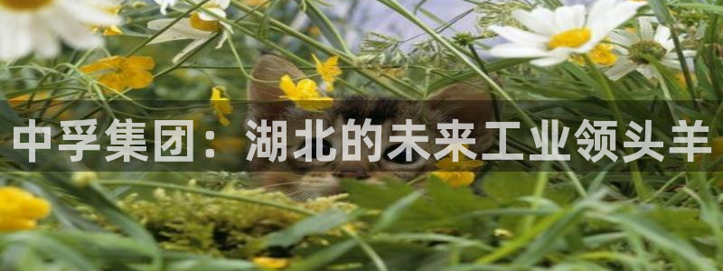 球盟会国际官网：中孚集团：湖北的未来工业领头羊